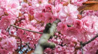 Japán cseresznyevirágzás, a szakura