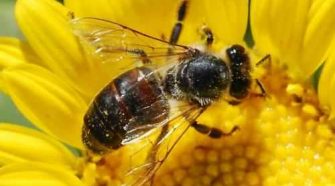 A rovarirtó szerek betiltása a méhek védelméért.