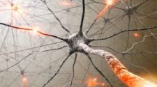 A gátló idegsejtek egyedülálló vizsgálati módszerét dolgozták ki