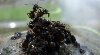 Tutajjá alakulva védik egymást és királynőjüket az árvíztől a hangyák