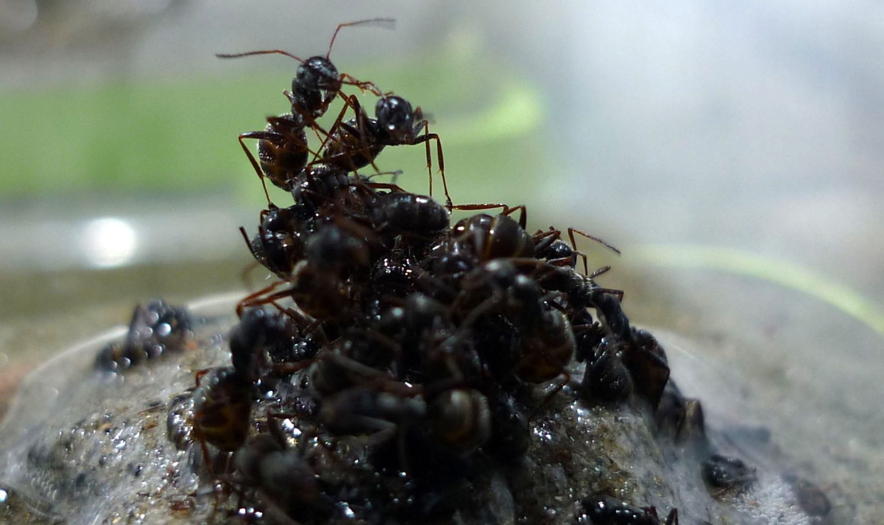 Tutajjá alakulva védik egymást és királynőjüket az árvíztől a hangyák