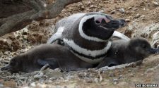 A klímaváltozás megöli az Argentínában élő Magellán-pingvinek fiókáit