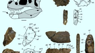 Egy új, mini dinoszauruszfaj maradványait tárták fel Alaszkában