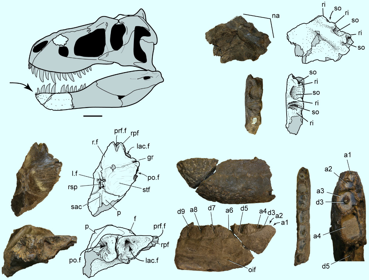 Egy új, mini dinoszauruszfaj maradványait tárták fel Alaszkában
