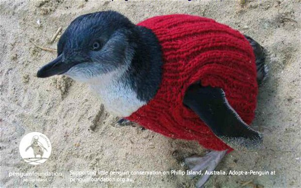 Pulóveres pingvinek - Apró pulóverek segítenek olajtól maszatos pingvineken. Kötésére buzdítja a világot egy természetvédő szervezet.