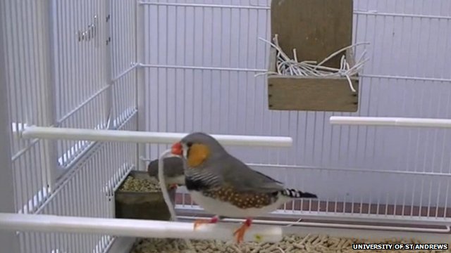 A madarak megtanulják, melyik anyag hasznosabb a fészekrakáshoz