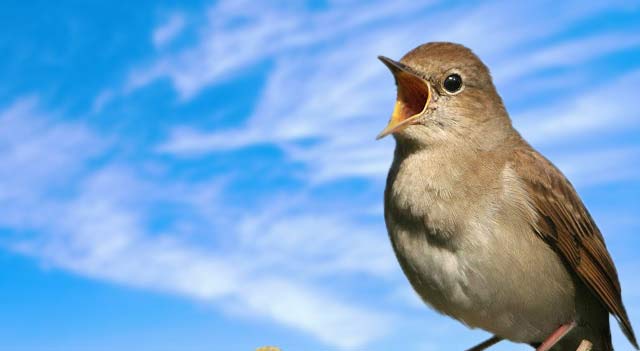 A csalogány hangterjedelme sokkal nagyobb, mint bármely más énekes madáré