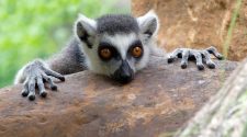 Természetvédelmi Világszövetség - új vörös lista - Lemur catta
