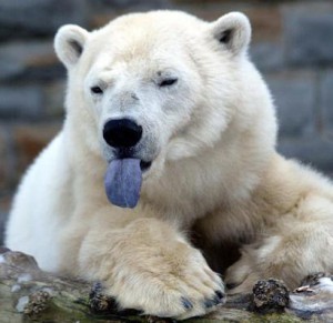 Tudományos tények a jegesmedvéről