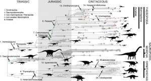 Dinoszauruszokból alakult ki a legtöbb madár