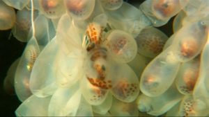 Polip - Rhode Island-i kutatók és a Monterey-öböl Akváriumkutató Intézete megfigyelt egy mélytengeri polipot, ami négy és fél éven át költötte ki tojásait.