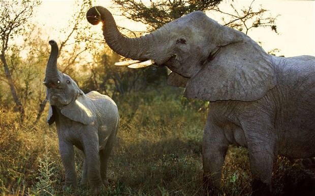 elefántok látványa