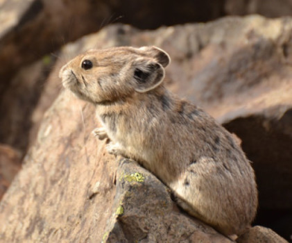 Egy tanulmány szerint az éghajlatváltozás miatt csökken az amerikai szirti pocoknyúl (pika) életterülete a sziklás kaliforniai hegyekben.