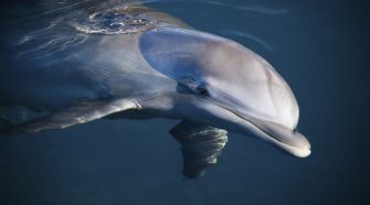 A palackorrú delfinek csak az utolsó jégkorszak után érkeztek a Földközi-tengerre, mintegy 18 000 évvel ezelőtt