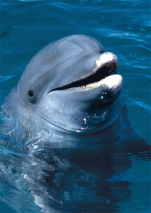 Mióta élnek delfinek a Földközi-tengerben?