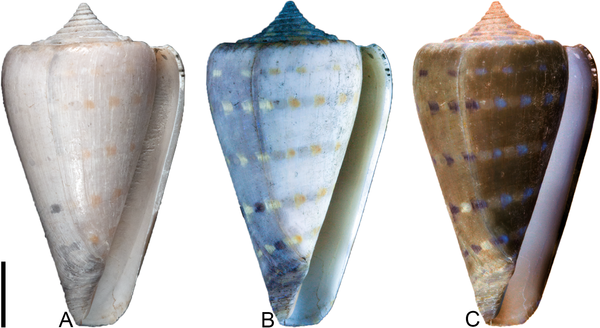 Az ősi kagylók UV-fényben színesek