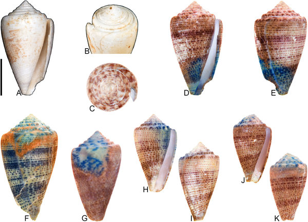 Az ősi kagylók UV-fényben színesek