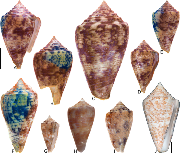 Az ősi kagylókat vizsgáltak - UV-fényben színesek