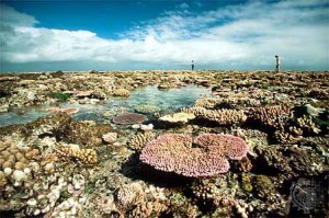 Nagy-korallzátony - kis halál