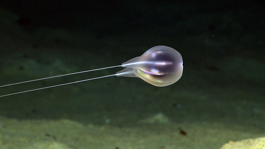 Különleges mélytengeri élőlények - Ctenophore medúza