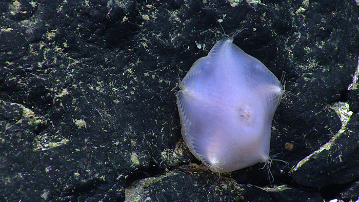 Különleges mélytengeri élőlények - slime csillag