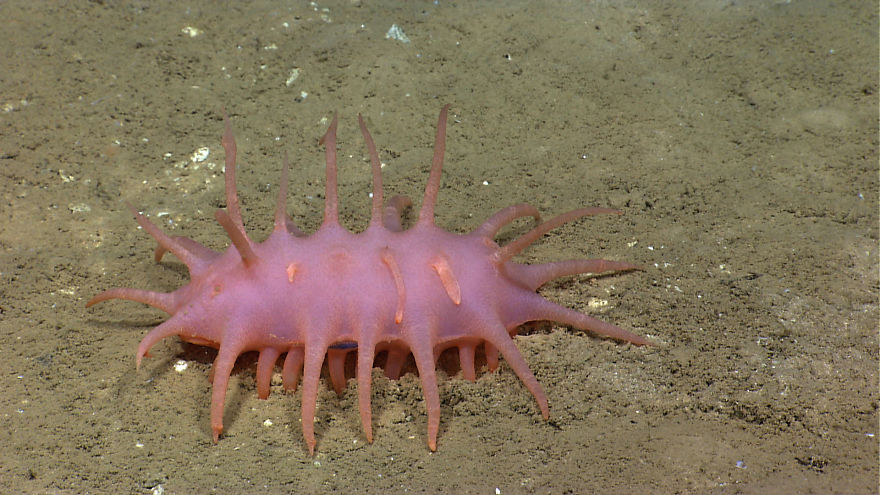 Különleges mélytengeri élőlények - tengeri uborka