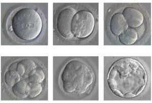 Zöld út az embriók génszerkesztéséhez