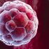 Emberi embriók - A génszerkesztés a DNS, az összes genetikai információt tároló makromolekula manipulációja.