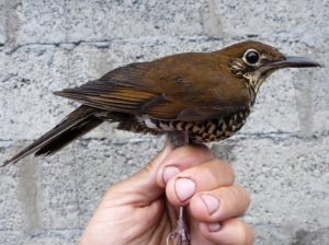 Új madárfajt fedeztek fel Indiában