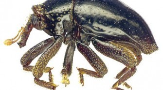Újonnan felfedezett bogár - Csubakka a neve