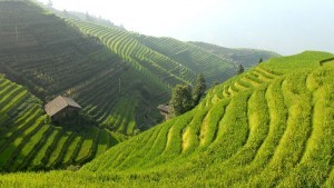 a világ legrégebbi rizsföldje