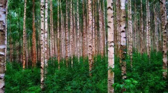 Egy magyar-finn-osztrák kutatócsoport szerint alszanak a fák.