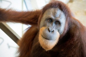 Egy orangután utánozza az emberi beszédet