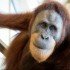 Egy orangután utánozza az emberi beszédet