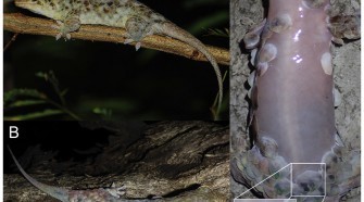 Új gekkófaj – védekezéskor megválik pikkelyeitől - TUDOMÁNYPLÁZA