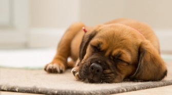 A világon először mutatták ki, hogy a tanulás jelentősen befolyásolja az azt követő alvás alatt a kutyák agytevékenységét.