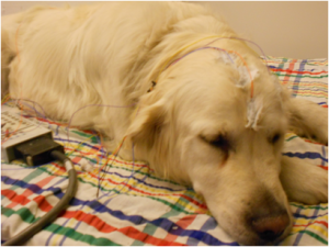 Alvás és tanulás kutyamódra