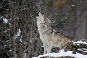A farkasok potyautasai