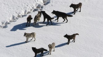 Egyetlen farkaspopulációtól származnak a mai kutyafajták?