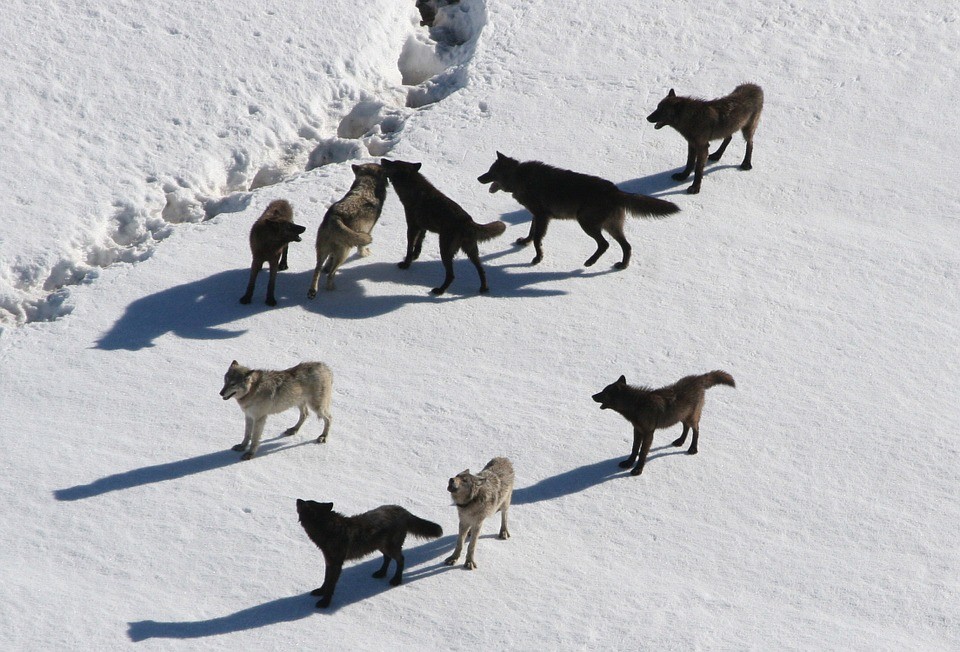 Egyetlen farkaspopulációtól származnak a mai kutyafajták?