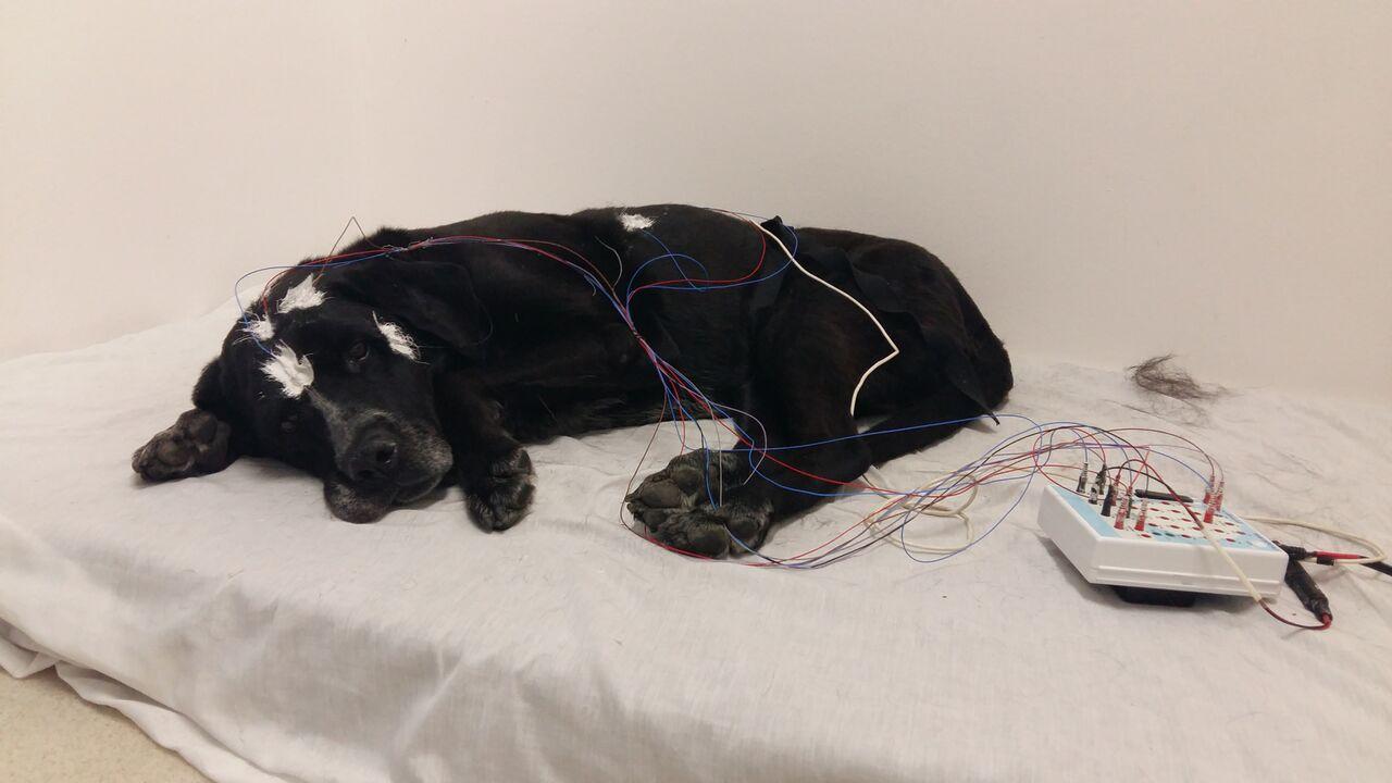 Kutyák és emberek alvásfüggő tanulási mechanizmusa
