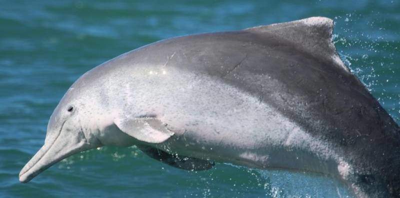 Nagy tengeri szivacsokkal próbálja elcsábítani a nőstényeket a hím púposhátú delfin egy nemzetközi kutatócsoport megfigyelései szerint. 