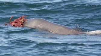 Nagy tengeri szivacsokkal próbálják elcsábítani a nőstényeket a hím púposhátú delfinek egy nemzetközi kutatócsoport megfigyelése