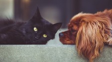 A kutyák okosabbak a macskáknál?