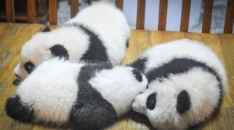 Panda - Tele van a hírek pandákkal és a megmentésükért folytatott harccal, ám ennek ellenére igen csekély a tudásunk és a valóság ismeretünk a pandákal kapcsolatban.