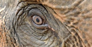 Az ázsiai elefántoknak különböző személyiségjegyei vannak