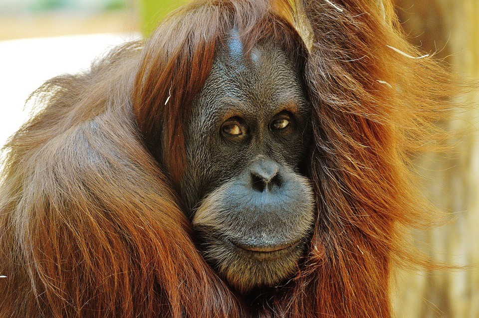 Több mint 100 000 orangután pusztult el - TUDOMÁNYPLÁZA