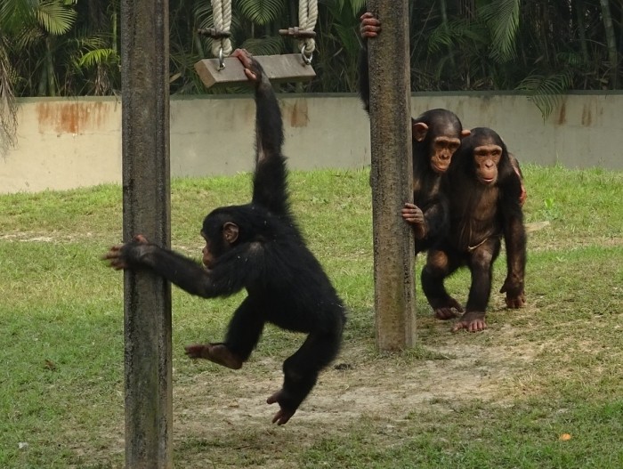 Csimpánzok tanítják a gépeket