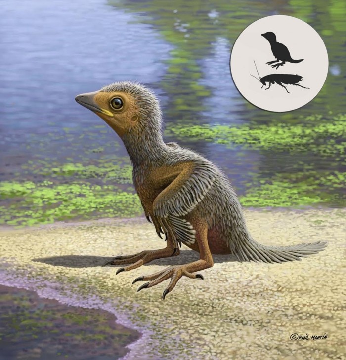 127 millió éves madárfióka világítja meg a madarak evolúcióját