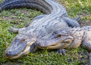 Aligátor vs. krokodil - aligátor